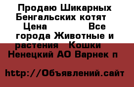 Продаю Шикарных Бенгальских котят › Цена ­ 17 000 - Все города Животные и растения » Кошки   . Ненецкий АО,Варнек п.